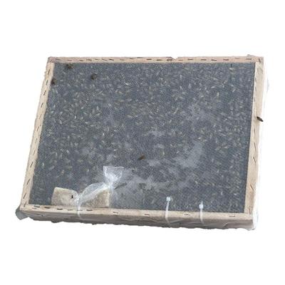 蜜蜂中蜂蜂群养殖中蜂带子脾带阿坝新开产蜂王中华土蜂笼蜂活蜂