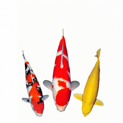 锦鲤鱼活鱼冷水淡水鱼苗观赏鱼