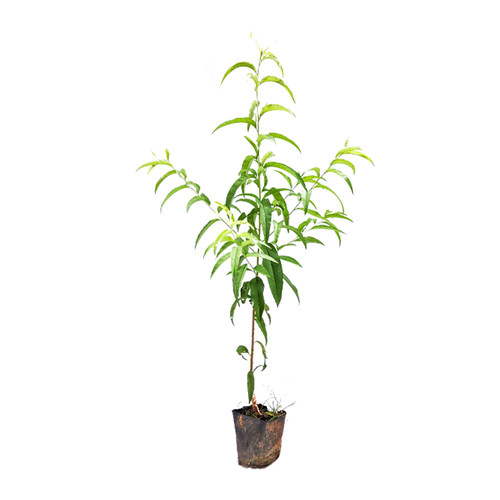精品水蜜桃树果苗嫁接桃树苗黄桃树苗当年结果南北方种植带土带叶