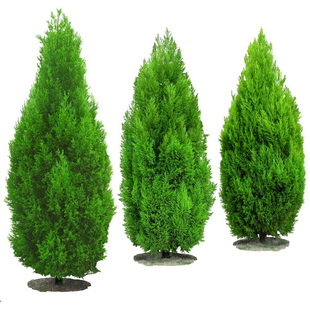 蜀块塔松树苗桧柏墓地松四季常青绿化苗龙柏树苗塔柏苗龙柏球小苗