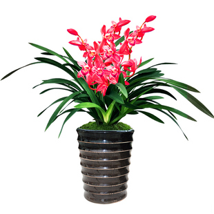 建兰小中国龙 中矮种有香味的兰花苗 夏带花苞出售花卉好养盆栽
