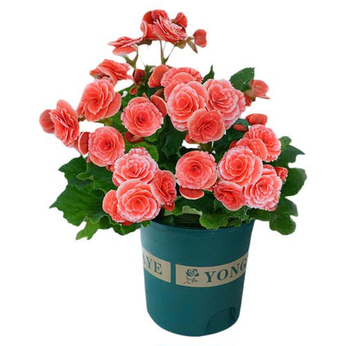 丽格海棠重瓣大花带花苞景观夫妻垂吊海棠盆栽阳台四季好养喜阳花