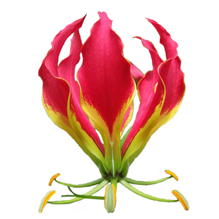 26年现货 绿园花开进口嘉兰百合种球易养庭爬藤多年生易繁殖皮实