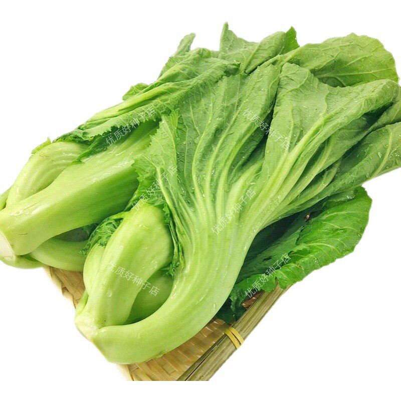 芥菜种子腌制酸菜高钙菜阳台盆栽