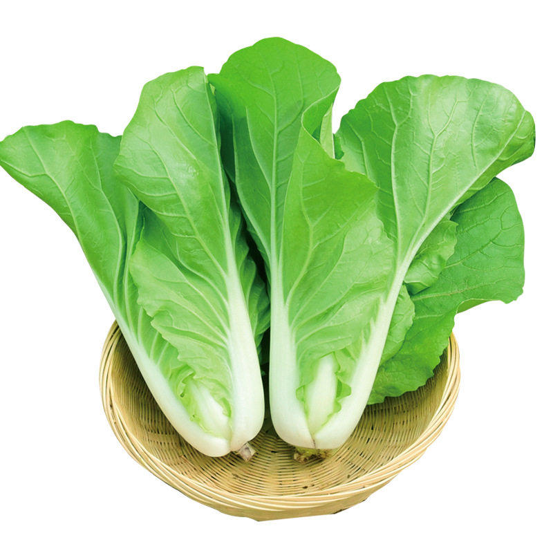 奶油快菜种子小白菜种籽四季蔬菜青菜菜种孑子籽种大全白莱快菜种