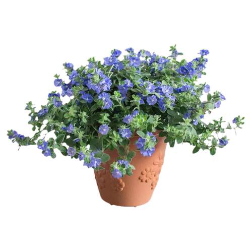 四季开花全年 蓝星花 美洲新品种 耐热阳台花卉 容易养的观花盆栽