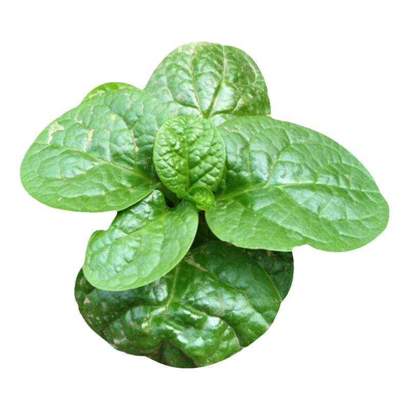 大叶木耳菜苗四季种植盆栽苗阳台
