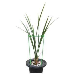 惠兰莲瓣双层兰花护叶支架兰花护叶架兰花护叶专用支架兰花护叶圈