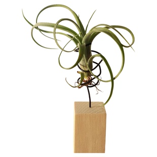 空气凤梨精灵无土植物净化空气桌面易活福果美杜莎小章鱼超贝礼物