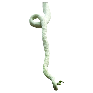 四季蛇瓜种子苗秧苗适合冬天种的种籽春季菜种南方菜苗蔬菜孑蛇豆