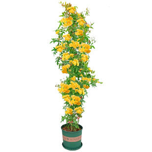 比利时藤本月季花苗特大花浓香四季庭院爬藤大苗蔷薇花庭院植物