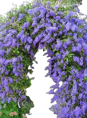 【当年爆花成景】大叶蓝花藤苗