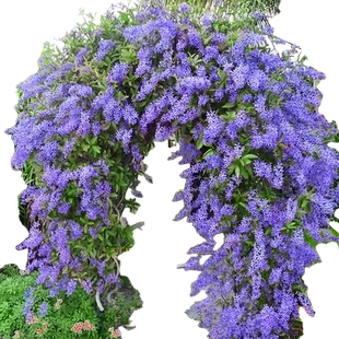 大叶蓝花藤苗泰国小叶兰花藤许愿藤花卉阳台庭院四季开花爬藤植物