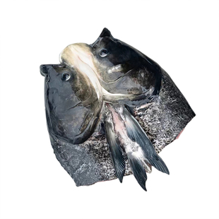 正宗千岛湖淳牌有机鱼胖头鱼大头鱼鱼头宰杀鱼头新鲜冰鲜顺丰包邮