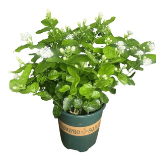 横县重瓣茉莉花盆栽四季绿植花卉老树桩花苗室内好养的花开花不断