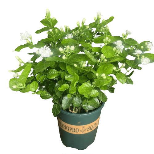 横县重瓣茉莉花盆栽四季绿植花卉老树桩花苗室内好养的花开花不断