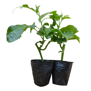 百香果苗黄金百香果树果苗四季爬藤南方当年结果鸡蛋阳台盆栽特大