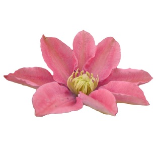 虹越铁线莲小苗约瑟芬乌托邦小美人鱼海风里昂村庄爬藤攀援花卉