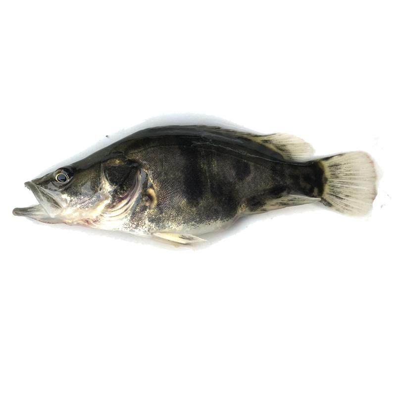 鱼苗淡水养殖食用桂花智驯鳜鱼苗