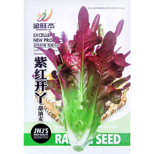 紫红开丫甜油麦菜种子甜麦菜四季耐热大田速生开叉花芽红麦菜籽孑