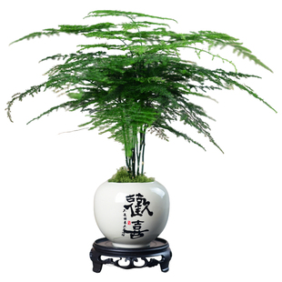 文竹盆栽绿植四季常青云竹盆景室内花卉办公茶室桌面植物好养礼品