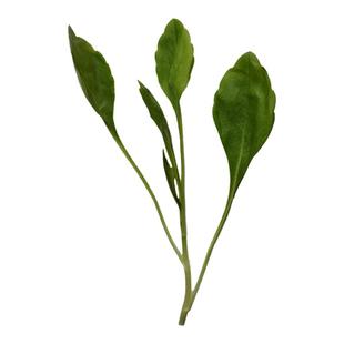 现采马兰头新鲜马兰头菜野菜上海露天有机凉拌食用饭店用