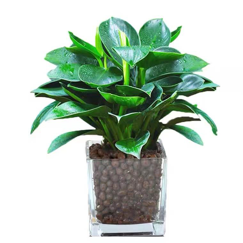 金钻盆栽绿萝箩花卉植物室内花水培绿植多肉好养发财树吸除高颜值