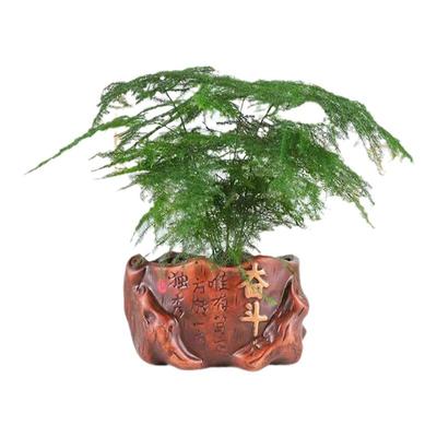 文竹盆栽盆景植物室内客厅