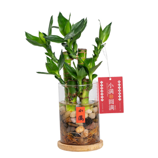 水培富贵竹4支文昌竹盆栽办公室内绿植客厅桌面净化空气好养植物
