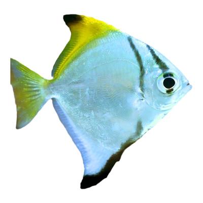 黄鳍珊瑚神仙海水鱼淡化人工繁育