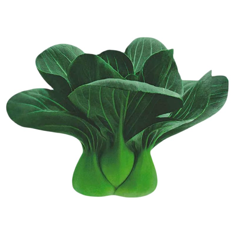 黑元帅青梗菜种籽上海青蔬菜叶四季秋冬油菜种子矮脚苏州青小白菜