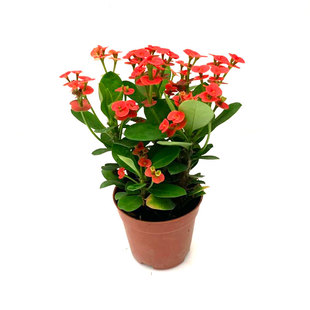 铁海棠盆栽虎刺梅带花苞室内外桌面阳台庭院花卉四季开花不断包邮