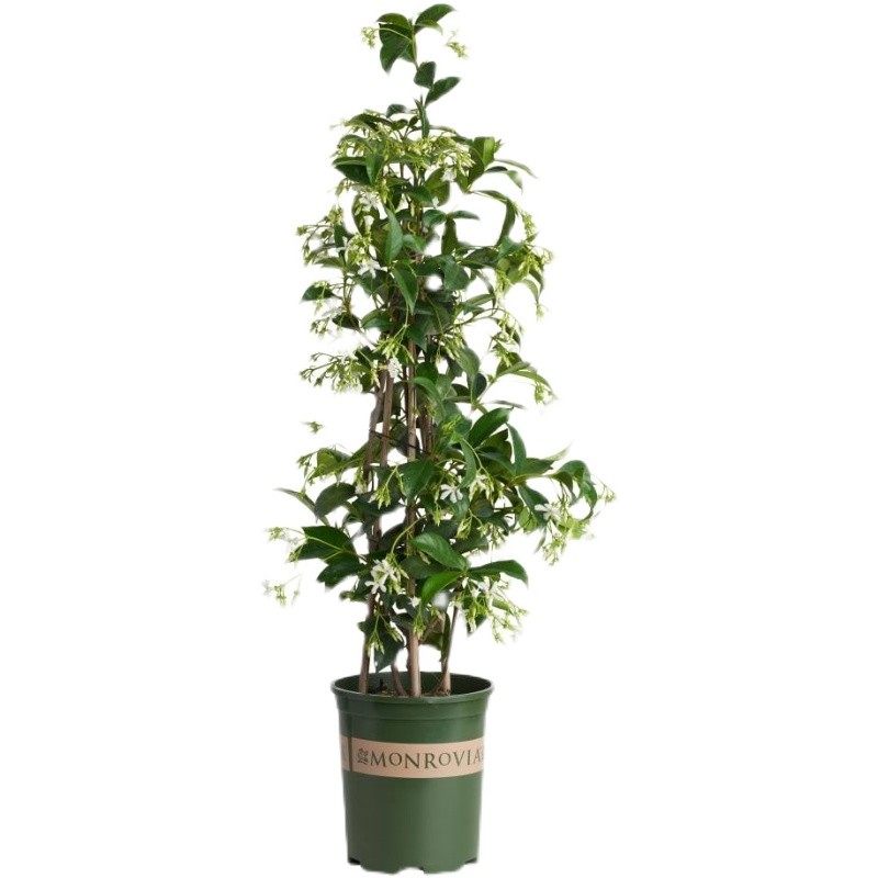 风车茉莉花苗爬藤植物庭院阳台花卉盆栽垂丝络爬墙