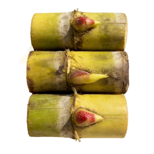 黄金甘蔗苗种苗子盆栽正宗广西黄皮甘蔗苗种带芽种节南北种植阳台