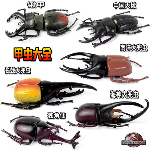 独角仙标本价格 独角仙标本图片 星期三