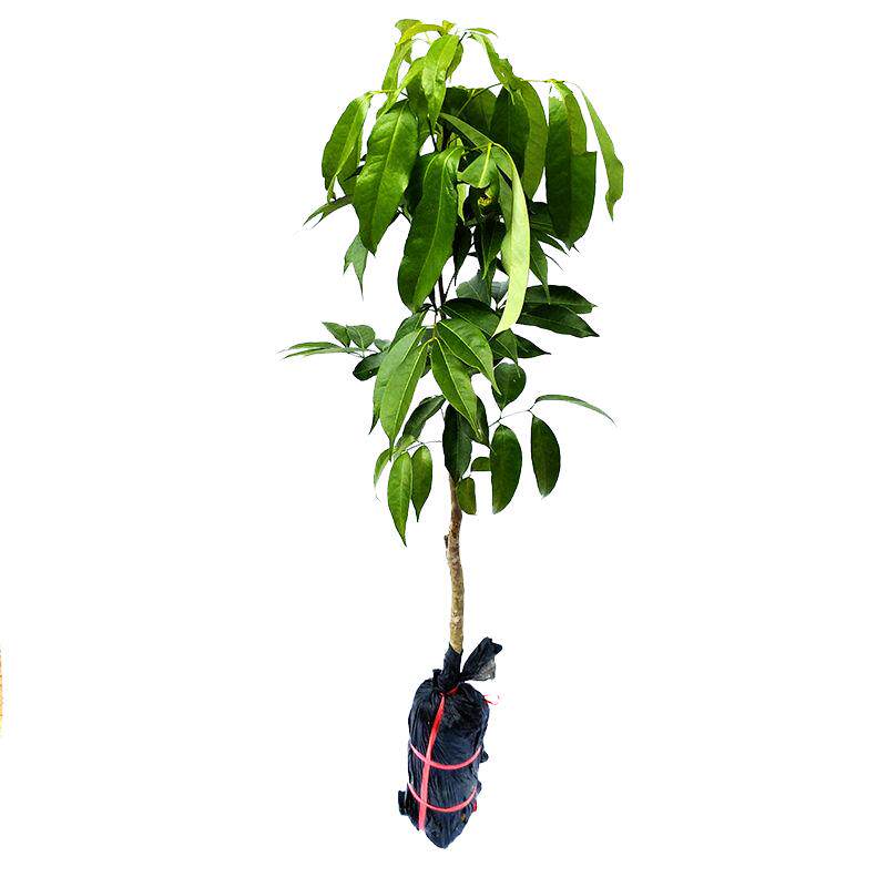常绿带土带叶妃子笑荔枝