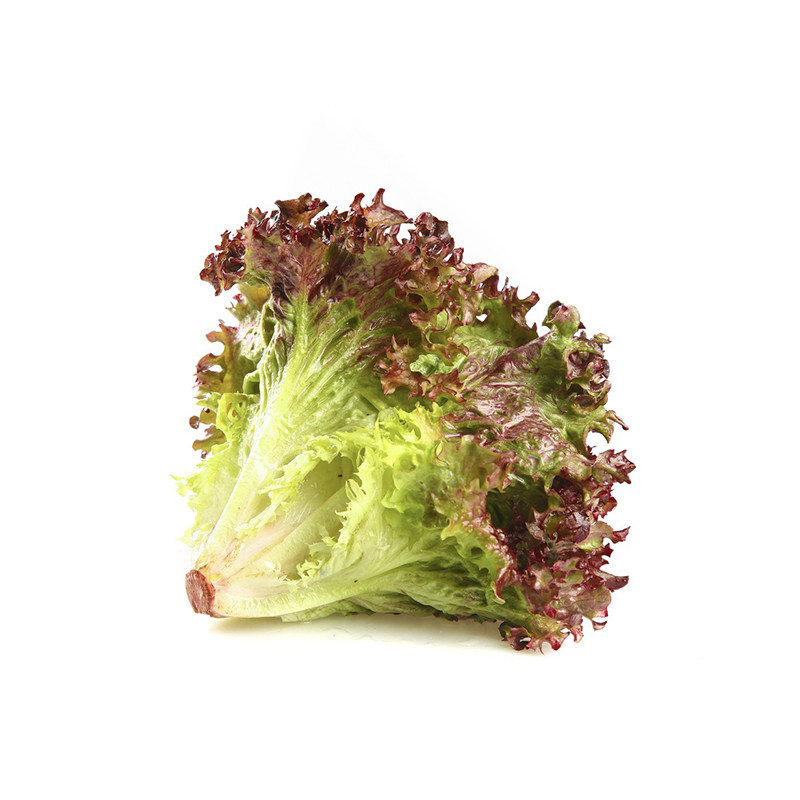 红叶生菜新鲜罗莎红轻食沙拉蔬菜