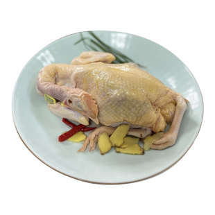 山区散养金蝉母鸡电子身份证认证 一鸡一证吃五谷杂粮煲汤红烧