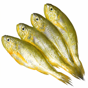 舟山野生小黄鱼深海捕捞鲜活冷冻海鲜黄花鱼黄鱼烧烤夜宵商用批发