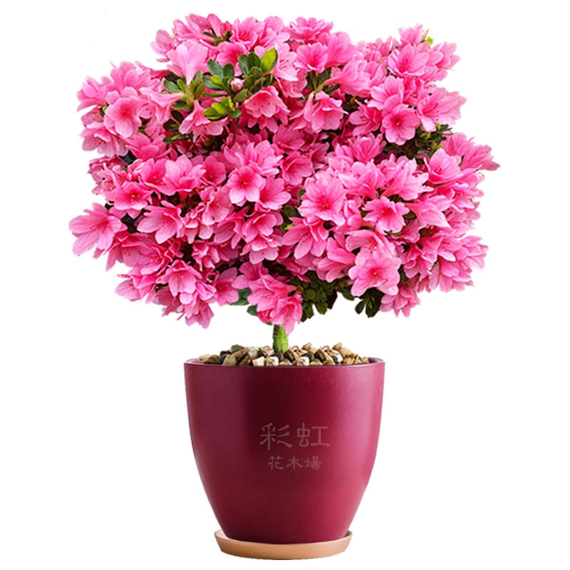 四季蜡皮小叶玫瑰杜鹃花勤花树苗