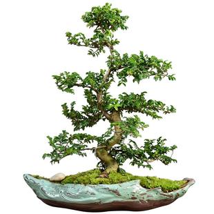 造型小叶榆树盆景老桩悬崖盆栽植物室内办公客厅四季常青花卉绿植