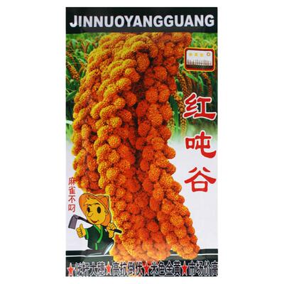 红色小米种子鸟不吃抗倒伏