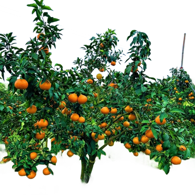 精品爱媛38号树苗果冻橙全国可种