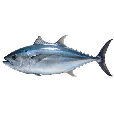金枪鱼整条2-20斤进口野生黄鳍大目蓝鳍原装冷冻刺身冰鲜深海捕捞