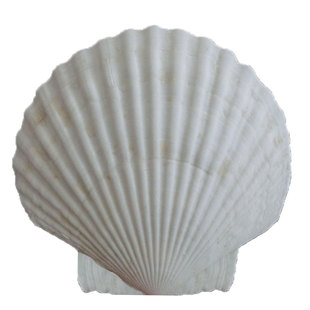 天然大贝壳片幼儿园手工diy绘画涂鸦打孔白色小扇贝壳海螺贝壳书