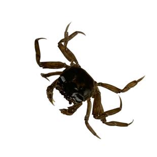 大闸蟹苗淡水螃蟹苗河蟹苗毛蟹苗捉渔记长江1号中华绒螯活蟹幼苗