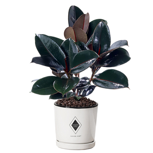 橡皮树盆栽室内客厅家养净化空气黑金刚绿植网红植物桌面好养盆景