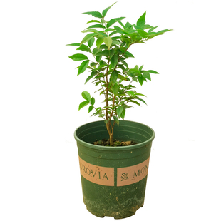 嘉宝果树苗葡萄沙巴纯甜艾斯卡四季早生红妃特大南北方种植盆栽