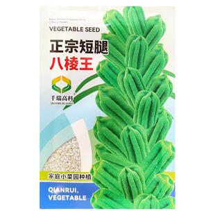 短矮腿八棱王白芝麻种子农家高2米抗倒伏八棱蒴果榨油芝麻种夏季