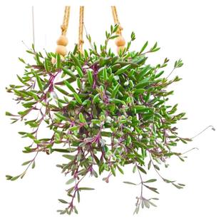 紫玄月多肉吊兰好养活室内阳台佛珠吊篮情人泪四季垂吊式花卉盆栽